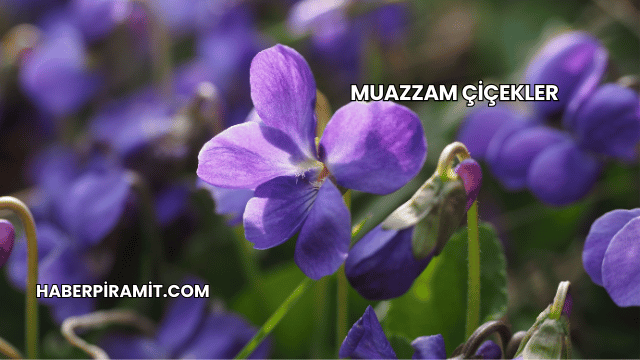 Muazzam Çiçekler