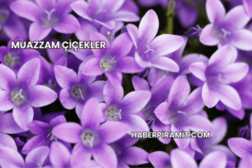 Muazzam Çiçekler