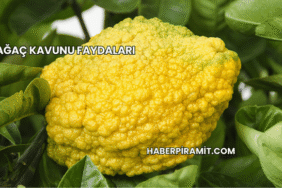 Ağaç Kavunu Faydaları