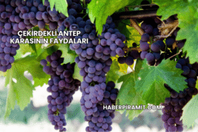 Çekirdekli Antep Karasının Faydaları