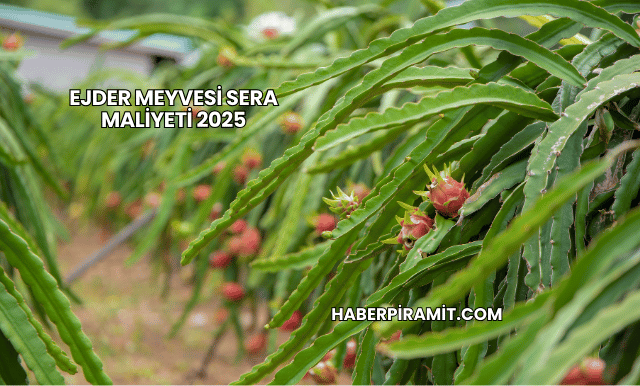 Ejder Meyvesi Sera Maliyeti 2025