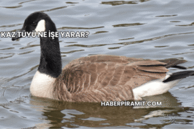 Kaz Tüyü Ne İşe Yarar?