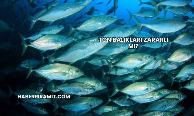 Ton Balıkları Zararlı mı?
