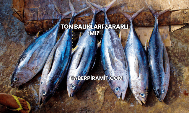 Ton Balıkları Zararlı mı?